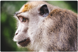 le singe et le principe d'utilisation en hypnose le singe et le principe d'utilisation en hypnose