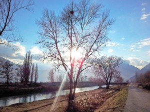 message de l'arbre