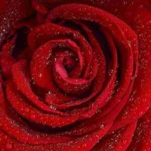 amour de Soi